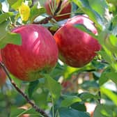 Houlton residents are upset at what they see as a threat to the area's old apple trees. Generic photo: Pixabay.