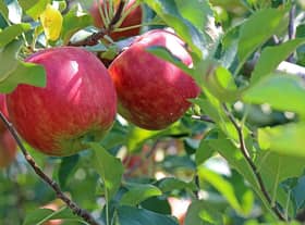 Houlton residents are upset at what they see as a threat to the area's old apple trees. Generic photo: Pixabay.