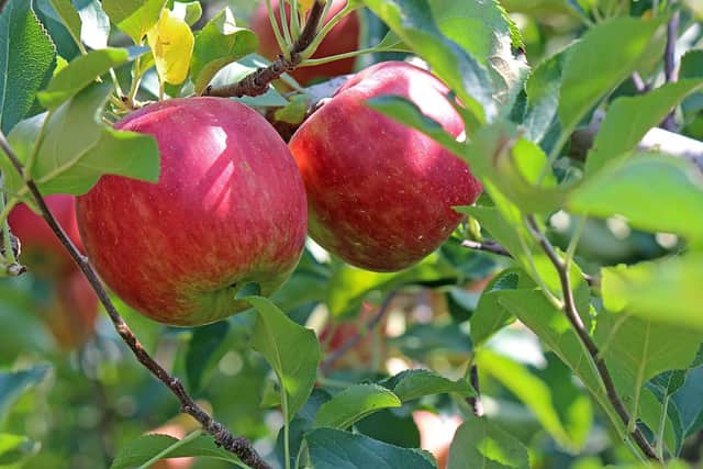 Houlton residents are upset at what they see as a threat to the area's old apple trees. Generic photo: Pixabay.