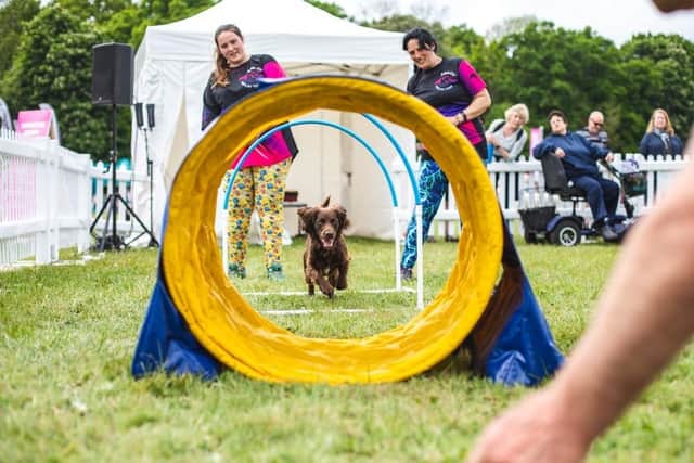 A previous Dogfest event. Photo supplied by Dogfest