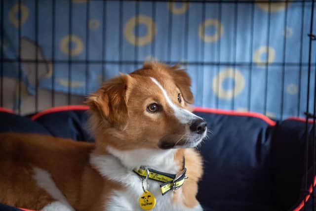 With many people planning to see in the New Year with fireworks, the Dogs Trust Kenilworth is issuing advice to help owners prepare their pets who might be scared by the fireworks as the clock strikes midnight on December 31. Photo by Clive Tagg/Dogs Trust