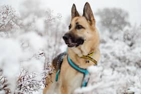 Dogs Trust Issues Cold Weather Warning.