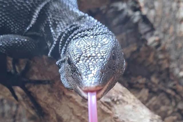 Dug the Lizard. Picture supplied.
