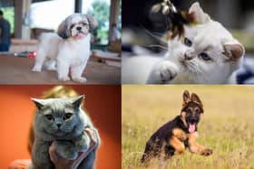 Did your favourite breed make the list?