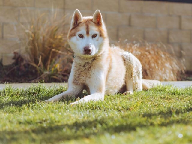 Another dog that will need an owner that can keep up with them, Sonny is a three year old Siberian Husky. He's high maintenance, but he's more than worth it.