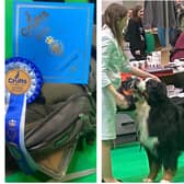 Bobb impresses judges at Crufts.