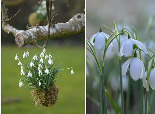 Snowdrops at Hill Close Gardens. Photo by Denise Stanton