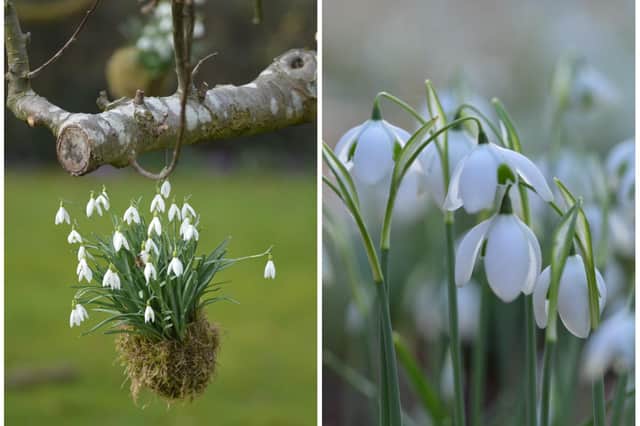 Snowdrops at Hill Close Gardens. Photo by Denise Stanton
