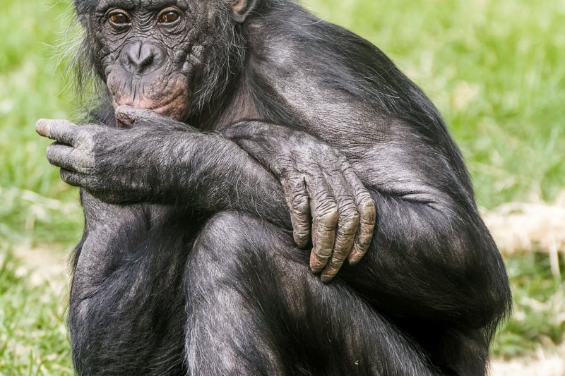 Bonobo at Twycross Zoo