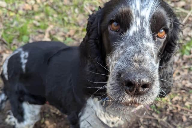 Jasper, former resident of the Spaniel Rescue Foundation, will be attending Saturday's event.