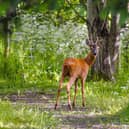One half of the mini holiday park at Birmingham NEC will be deer themed