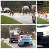 Still from video footage in November 2022, showing the dogs running across the A422 near Stratford