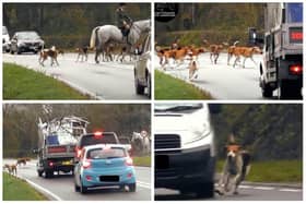 Still from video footage in November 2022, showing the dogs running across the A422 near Stratford