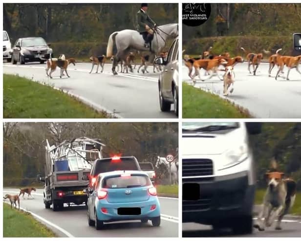 Still from video footage in November 2022, showing the dogs running across the A422 near Stratford