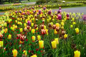 Warwick District Council is set to give away some bedding plants in Leamington and Warwick next week. Photo by Warwick District Council