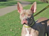 Indi is now looking for her new home. Photo supplied