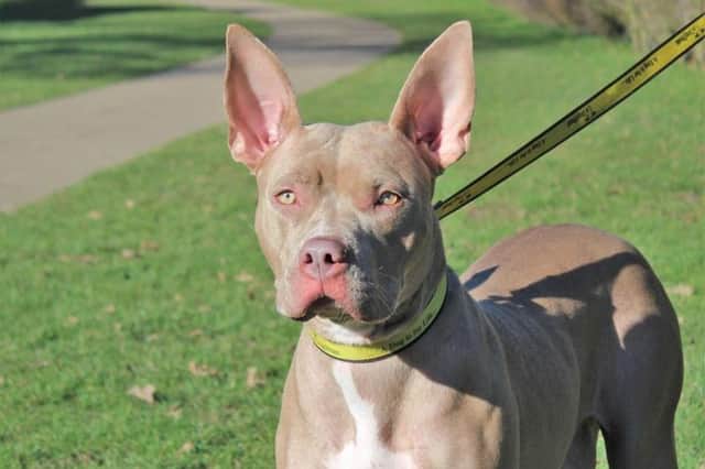 Indi is now looking for her new home. Photo supplied