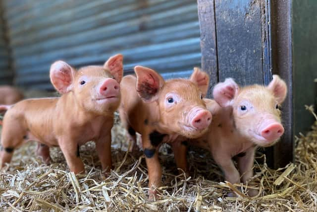 baby piglets