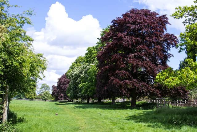 Some of the trees at Charlecote are over 300 years old. Photo by Jana Eastwood