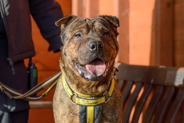Shar Pei Rosie, aged between 5 and 7, may live with secondary school age children.
https://www.dogstrust.org.uk/rehoming/dogs/shar-pei/3070597