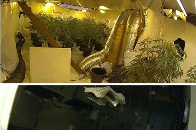 The cannabis farm at the property.