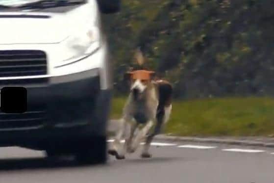 This driver was forced to swerve as a hound nearly collided with their vehicle.