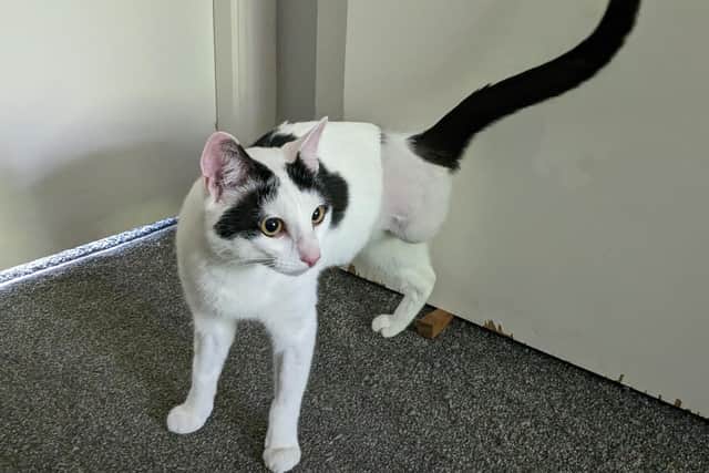 Two-year-old Jacob was found in Bedworth in June with a severe injury to his back foot which vets believe was caused during a frantic struggle to free himself from a trap.