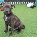 Warwick was found straying on Warwick Racecourse. Picture supplied.