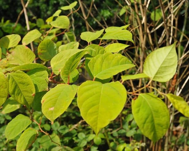 Japanese Knotweed. (Pic credit: Andrew Smith)