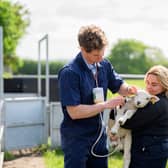 Tutor Zak Hamersley and an agriculture student vaccinating a lamb at Nethermorton Farm.