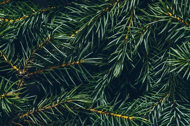 Brits are being offered advice on how to choose the perfect Christmas tree (photos: Adobe)