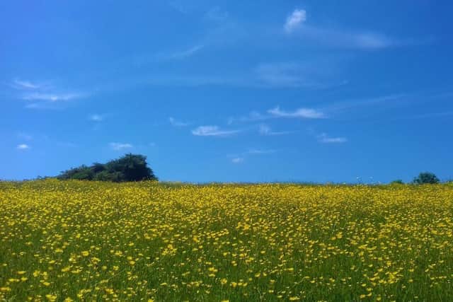 Buttercups at Ryton Meadow in 2021. Picture supplied.