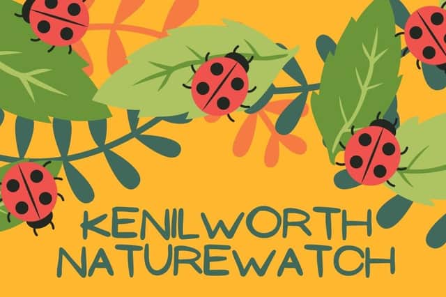 Running from Thursday May 26 to Friday June 3, Naturewatch Week is focused on providing the community with a range of free activities that will help them engage with Kenilworth and its environment. Photo supplied