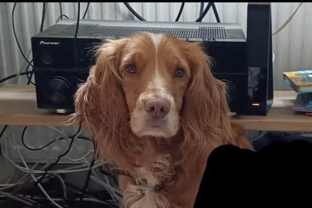 Lola is missing.