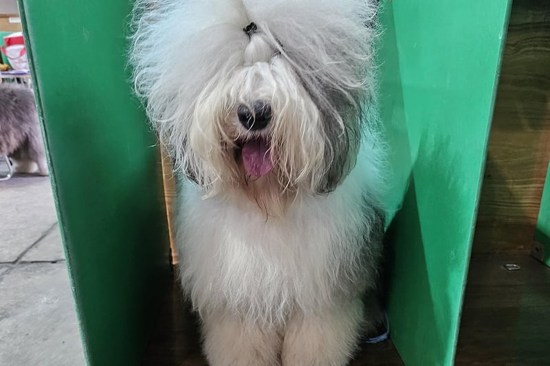 Old English Sheepdog Maxine is officially registered as Urban Girl of Reality Dream.