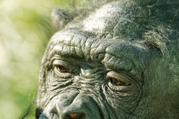 Bonobo at Twycross Zoo