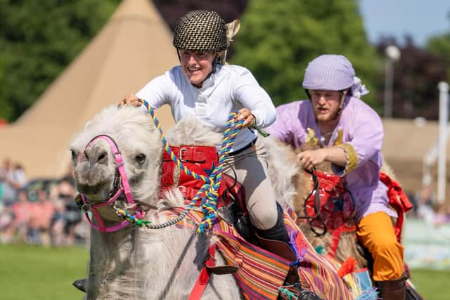 Joseph’s Amazing Camels’ racing evening takes place at White House Farm in Idlicote on August 19. Photo supplied