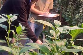 plant survey