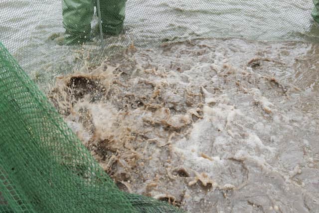Many live fish have been removed from the lake at Abbey Fields in Kenilworth and relocated