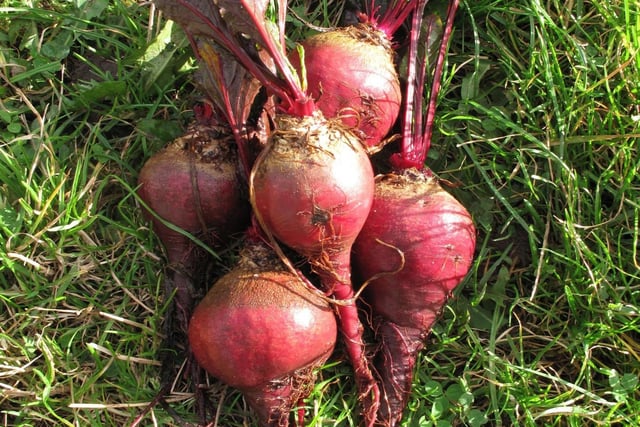 Beetroot Avon Early harvested roots