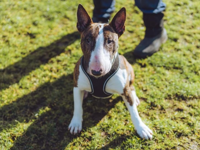 Pip is another dog who's full of beans - he'll run you ragged if you aren't prepared! At 11 months old, he'll need some training, but would be great with kids if brought up around them properly.