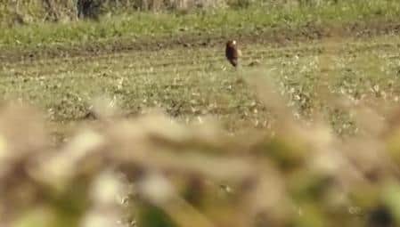 A fox is filmed running across a field. Saboteurs say it was being chased by the hunt