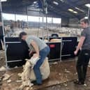 The sheep shearing trailer being used at Moreton Morrell College.