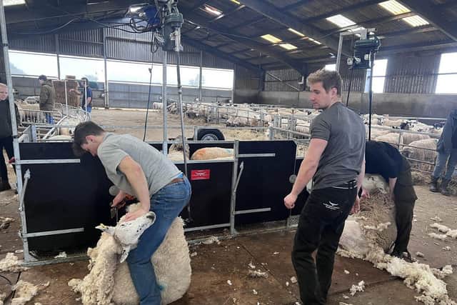 The sheep shearing trailer being used at Moreton Morrell College.
