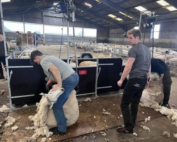 The sheep shearing trailer being used at Moreton Morrell College.