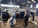 The sheep shearing trailer being used at Moreton Morrell College.
