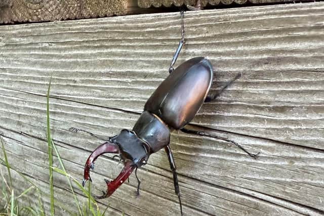 People across Britain are being asked to record any sightings of spectacular stag beetles as part of PTES’ Great Stag Hunt survey 2025.