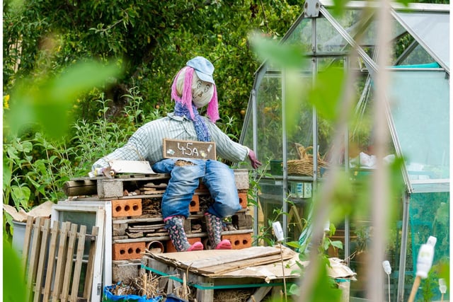 The allotments will be having its annual open day this weekend (August 21). Photo by Mike Baker