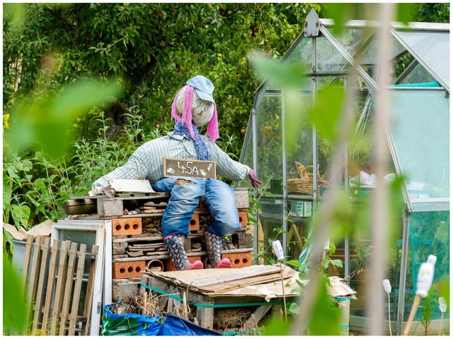 The allotments will be having its annual open day this weekend (August 21). Photo by Mike Baker