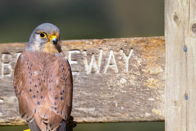 Kestrel on Footpath Sign, by Amanda Graham.